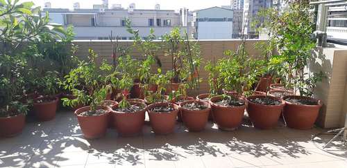 新營新東植栽清運